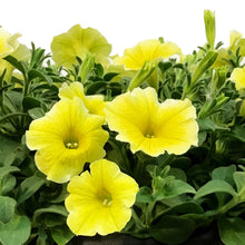 Load image into Gallery viewer, Planter, 12in, Spring Combo, Bees Knees