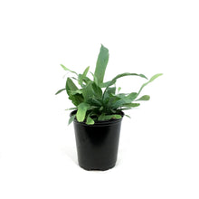Load image into Gallery viewer, Fern, 4.5in, Bluestar
