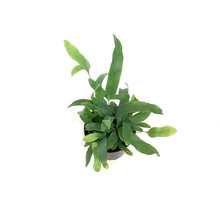 Load image into Gallery viewer, Fern, 4.5in, Bluestar