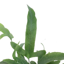 Load image into Gallery viewer, Fern, 4.5in, Bluestar
