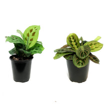 Load image into Gallery viewer, Maranta, 3.5in