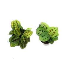 Load image into Gallery viewer, Maranta, 3.5in