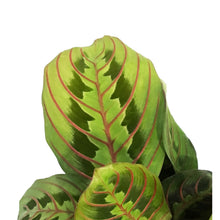 Load image into Gallery viewer, Maranta, 3.5in