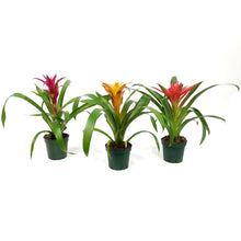 Load image into Gallery viewer, Bromeliad, 4in, Guzmania