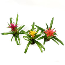 Load image into Gallery viewer, Bromeliad, 4in, Guzmania