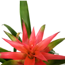 Load image into Gallery viewer, Bromeliad, 4in, Guzmania