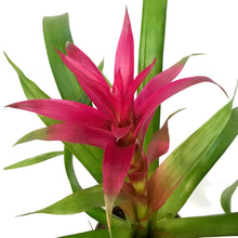 Load image into Gallery viewer, Bromeliad, 4in, Guzmania