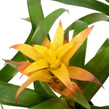 Load image into Gallery viewer, Bromeliad, 4in, Guzmania