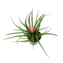 Load image into Gallery viewer, TillandsiaCyanea