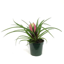 Load image into Gallery viewer, TillandsiaCyanea