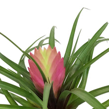 Load image into Gallery viewer, TillandsiaCyanea