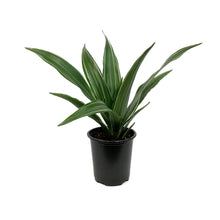Load image into Gallery viewer, Dracaena, 3.5in, Warneckii