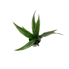 Load image into Gallery viewer, Dracaena, 3.5in, Warneckii