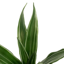 Load image into Gallery viewer, Dracaena, 3.5in, Warneckii