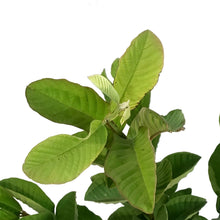 Load image into Gallery viewer, Guava