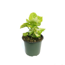 Load image into Gallery viewer, Nephthytis, 4in, Kiwi