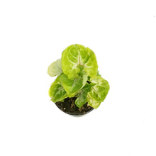 Load image into Gallery viewer, Nephthytis, 4in, Kiwi