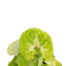 Load image into Gallery viewer, Nephthytis, 4in, Kiwi
