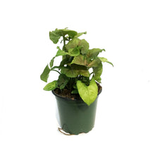 Load image into Gallery viewer, Nephthytis, 4in, Candyberry