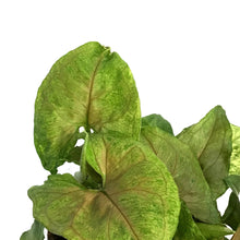 Load image into Gallery viewer, Nephthytis, 4in, Candyberry