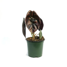 Load image into Gallery viewer, Alocasia, 4in, Red Secret