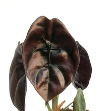 Load image into Gallery viewer, Alocasia, 4in, Red Secret