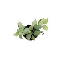 Load image into Gallery viewer, Hoya, 2.5in, Khroniana