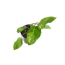 Load image into Gallery viewer, Philodendron, 4in, Paraiso
