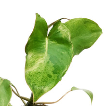 Load image into Gallery viewer, Philodendron, 4in, Paraiso
