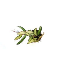 Load image into Gallery viewer, Hoya, 2.5in, Wyetti Tri-color