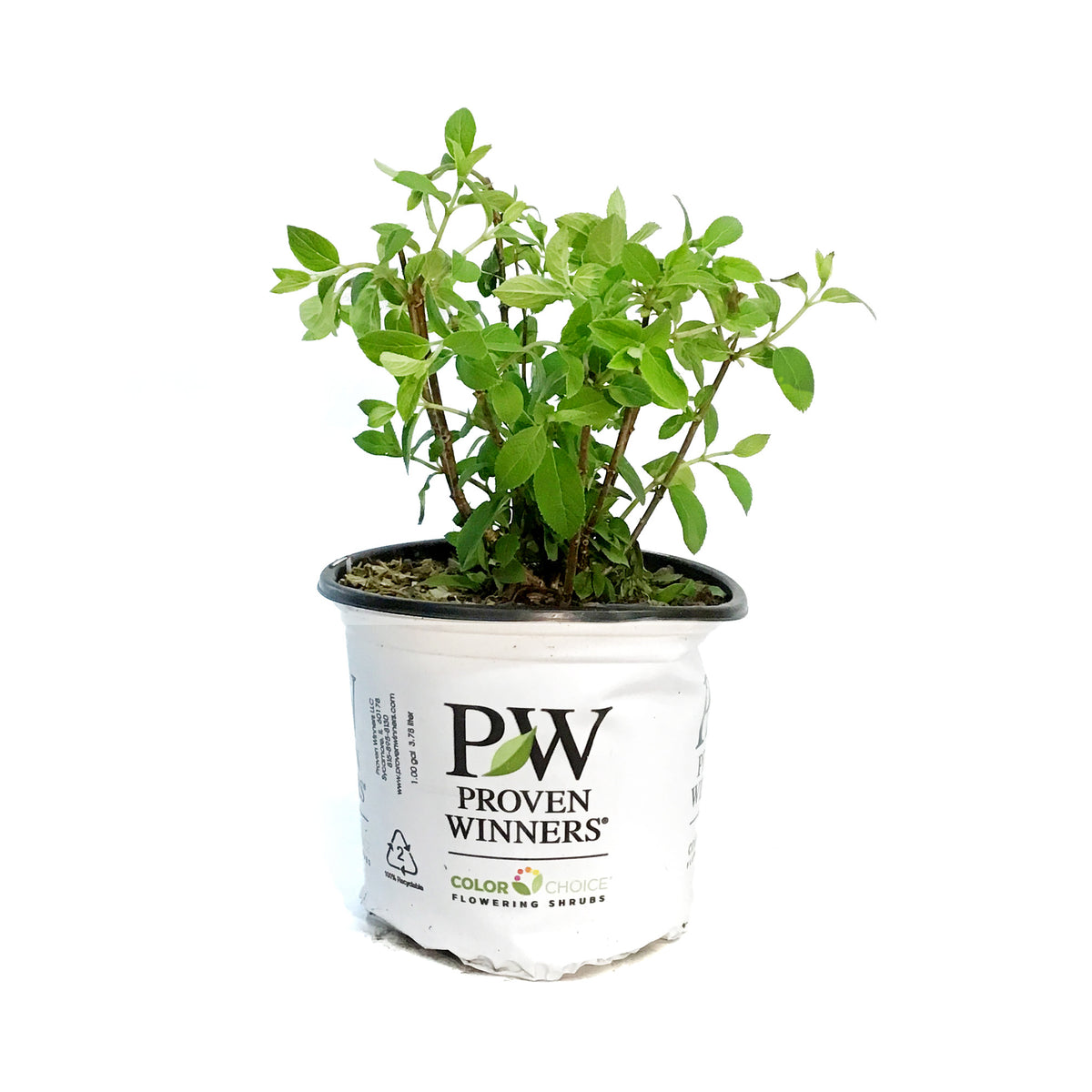 Hydrangea, 8in, Bobo Floral Acres Greenhouse & Garden Centre