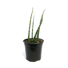 Load image into Gallery viewer, Sansevieria, 4in, Mikado