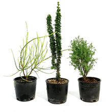Load image into Gallery viewer, Bonsai, 4in