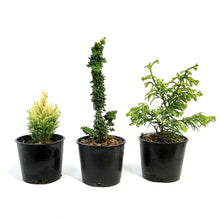 Load image into Gallery viewer, Evergreeni, 4in, Mini Grower
