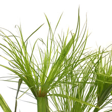 Load image into Gallery viewer, Aquabasket Planter, 8in, Cyperus