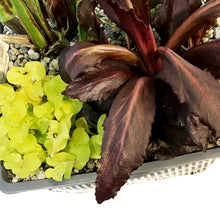 Load image into Gallery viewer, Aquabasket Planter, 8in, Cyperus