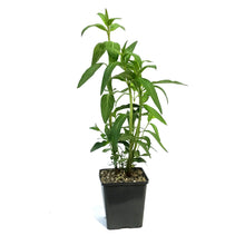 Load image into Gallery viewer, Asclepias, 5in, Cinderella