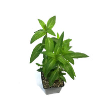 Load image into Gallery viewer, Asclepias, 5in, Cinderella