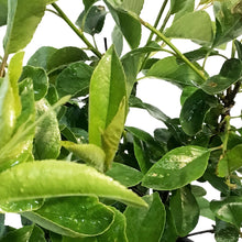 Load image into Gallery viewer, Cherry , 8in, Sweet Thing