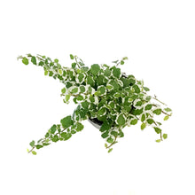 Load image into Gallery viewer, Ficus, 4in,Creeping Bellus