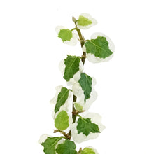 Load image into Gallery viewer, Ficus, 4in,Creeping Bellus