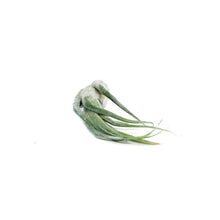 Load image into Gallery viewer, Tillandsia Seleriana,4"ht.