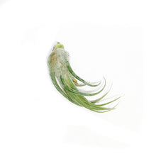 Load image into Gallery viewer, Tillandsia Seleriana,4"ht.