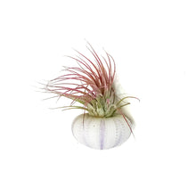 Load image into Gallery viewer, Tillandsia Purple Jellyfish