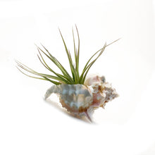 Load image into Gallery viewer, Tillandsia Pink Murex