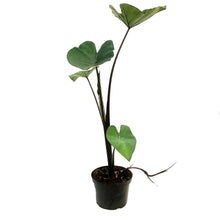 Load image into Gallery viewer, Colocasia, 6in, Tea Cup