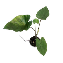 Load image into Gallery viewer, Colocasia, 6in, Tea Cup
