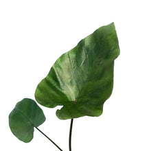 Load image into Gallery viewer, Colocasia, 6in, Tea Cup