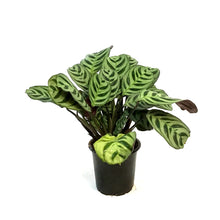 Load image into Gallery viewer, Maranta, 4in, Amagris