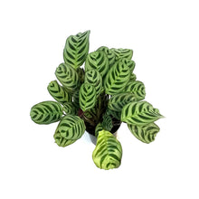 Load image into Gallery viewer, Maranta, 4in, Amagris